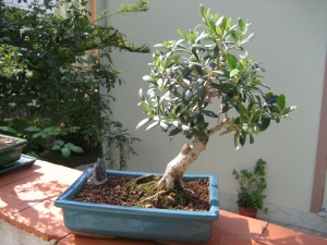 bonsai oliveira