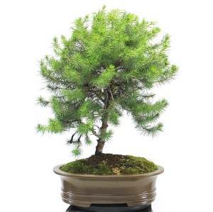 bonsai pinus pinea