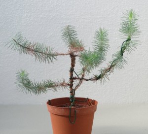 pre bonsai pinus pinea